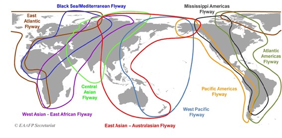 「サムネイル画像：Transboundary Governance of Migratory Birds in Asia and Oceania Flyway」